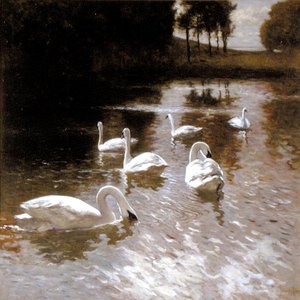Swans on a Lake