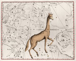 The constellation of the giraffe. Plate from 