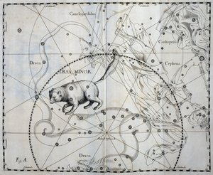 Ursa Minor, Boreal constellation of Ursa Minor by Johannes Hevelius