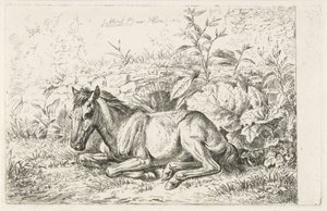 Lying Horse in Front of Some Plants by Johannes Mock