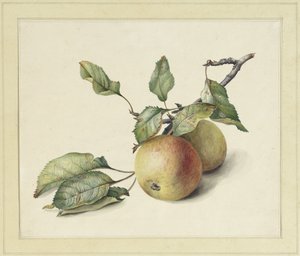 Two apples on a branch