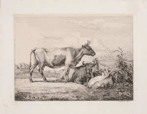 Cows in the Field