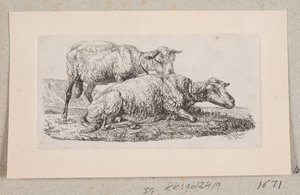 Two Sheep