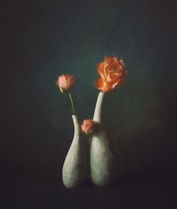 Moody Rose Vases