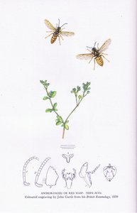 Anchor Faced or Red Wasp, Nature in Britain published by Collins by John (after) Curtis