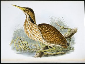 American Bittern