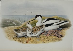 Avocet