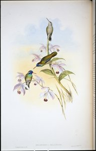 Black-eared Humming-bird (Heliopaedica Melanotis)