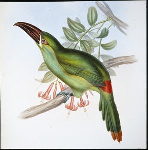 Blood-rump Groove-bill Toucan (Aulacoramphus Haematopygius)
