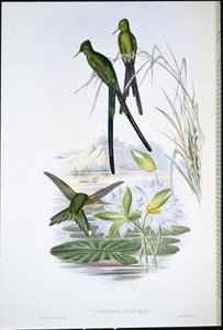 Blue-tailed Sylph by John (after) Gould