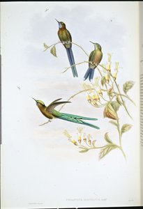 Bolivian Sylph by John (after) Gould