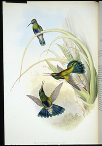 Bolivian Violet-ear (Petasophora Iolata) by John (after) Gould