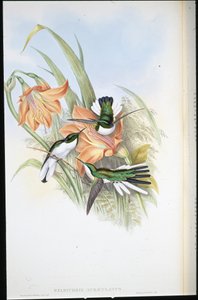 Brazilian Fairy (Heliothrix auriculatus) by John (after) Gould