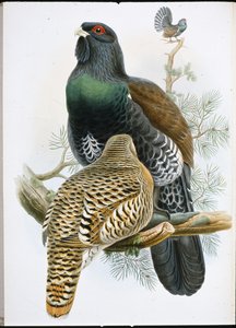 Capercailzie (Tetrao Urogallus)