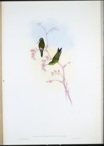 Columbian Emerald by John (after) Gould