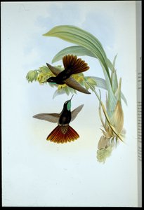 Coppery-tail (Metallura cupreicauda) by John (after) Gould