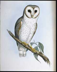 Delicate Owl (Strix Delicatulis)