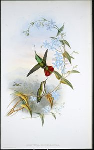 Fiery-tailed Avocet by John (after) Gould