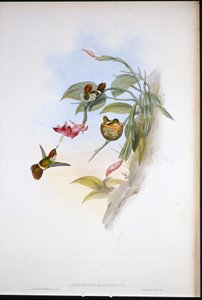 Frilled Coquette by John (after) Gould