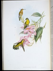 Golden-throated Hummingbird (Chrysobronchus viriscens) by John (after) Gould