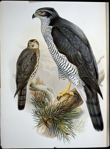Goshawk