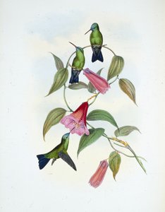 Green & Blue Sapphire by John (after) Gould