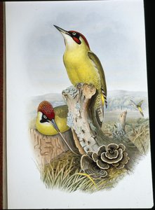 Green Woodpecker (Gecinus Viridis)