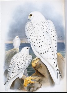 Greenland Falcon