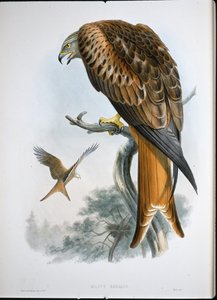 Kite of Glead