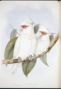 Long-billed Cockatoo