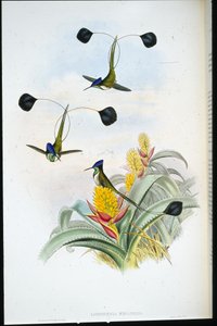 Marvellous Hummingbird (Loddigesia mirabilis) by John (after) Gould
