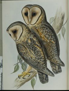 Masked Barn Owl (Strix Personata)