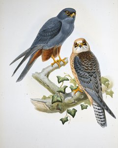 Orange-legged Hobby (Erythropus Vespertinus)