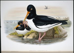 Oyster Catcher