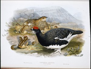 Ptarmigan (Summer Plumage)