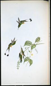 Red-booted Racket-tail by John (after) Gould