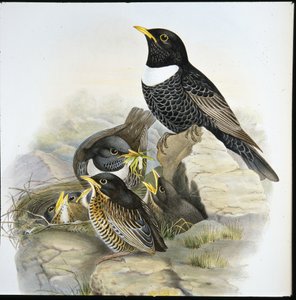 Ring Ouzel (Merula Torquata)