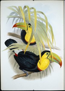 Short-billed Toucan by John (after) Gould