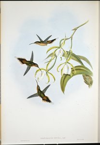 Southern Hermit by John (after) Gould