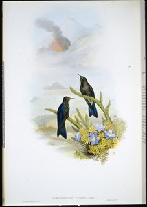 Southern Thorn-bill (Ramphomicron Vulcani)