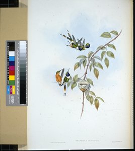 Sparkling-tail by John (after) Gould