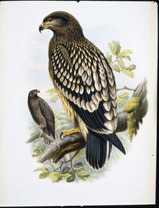 Spotted Eagle