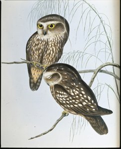 Spotted Owl (Athene Maculata)