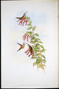 Stripe-throated Hermit by John (after) Gould