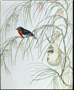 Swallow Dicaeum