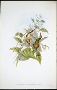 Train-bearing Hermit by John (after) Gould