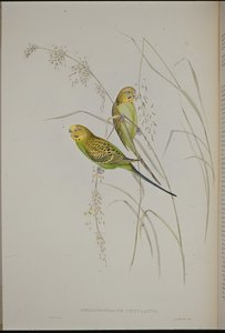 Warbling Grass Parrot (Melopsittacus Undulatus) by John (after) Gould