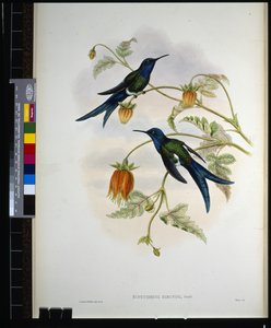 Western Swallow-tail by John (after) Gould