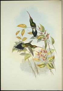 Yarquian Hermit by John (after) Gould