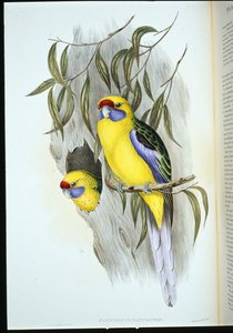 Yellow-bellied Parakeet (platycercus flaviventris) by John (after) Gould